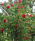 Archway Rose Flower