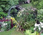 New Garden Arch Rose