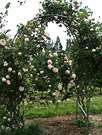 Pink Roses Arch