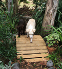 Two Dogs Footbridge