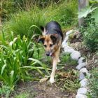 Dog Path Garden Designer