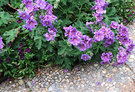 Geranium Pebble Path