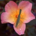 Hen House Praying Mantis Rose