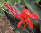 Middle Garden Path Canna Flower