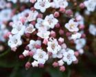 Middle Garden Path Viburnum