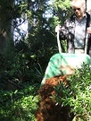 Mulch Barrow Hebes