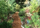 Path Mulch Cordyline