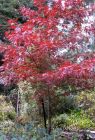 Tall Red Oak Tree