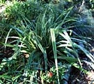 Wattle Garden Path Astelia