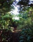 Wattle Garden Path Dark