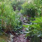 Wattle Garden Path Hidden