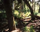 Wattle Garden Path Leaning Sun