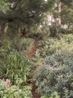 Wattle Garden Path Long