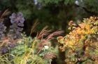 Wattle Garden Path Miscanthus