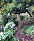 Wattle Woods Path Winter