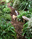 Wattles Wood Path