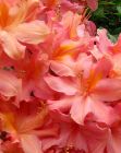 Azalea Flower Closeup