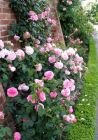 Brick Wall Roses