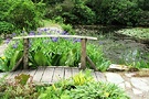 Bridge Pond Iris