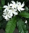 Dipterocarpus White Flower