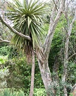 Eucalypt Cordyline