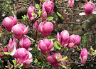 Flowers Magnolia
