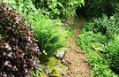 Garden Path Hebe