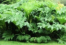 Green Gunnera