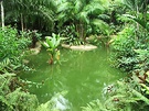 Green Singapore Pond