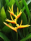 Helliconia Flower