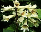 Himalayan Lily Flower