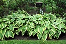 Hosta Helen Knight