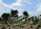 Kew Glass House Cordyline