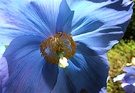 Meconopsis Flower Blue