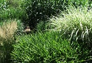 Moncot Grasses
