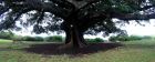 Moreton Bay Big Tree