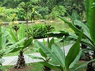 Palm Lawn