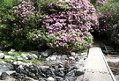 Ponticum Rhododendron Jetty
