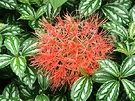 Red Flower Foliage