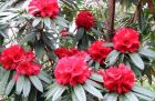 Red Rhododendron Ilam