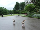 Regents Park Duck
