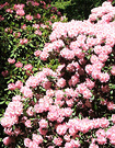 Rhododendron Scintillation 