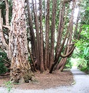 Tree Trunks Arboretum