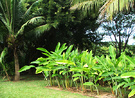 Tropical Plants Row