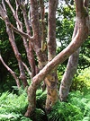Trunk Rhododendron Fern