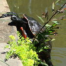Turtle Pond Garden