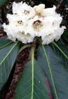 White Rhododendron Leaves