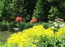 Yellow Chanticleer Garden