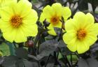 Yellow Dahlia Flowers