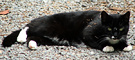 Black Cat Kaya 2
